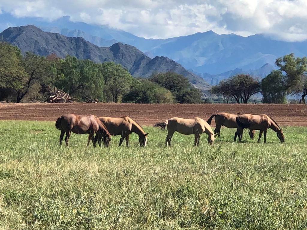 Estancia Banda Grande - Horse & Hiking Safaris Molinos Eksteriør bilde